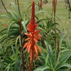 VONDERWEID ALOE ARBORESCENS 500ML